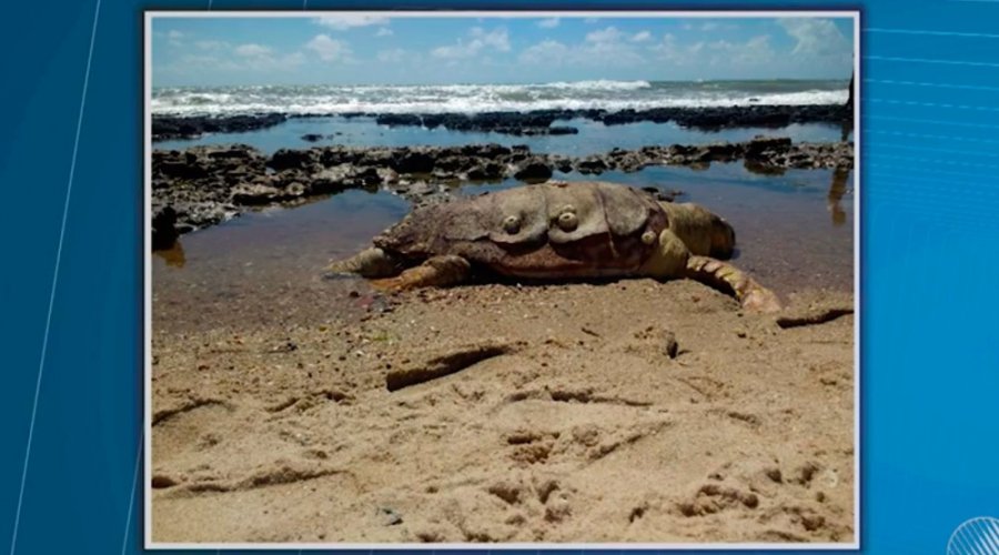 [Tartaruga de 200 kgé encontrada morta em praia do Conde]
