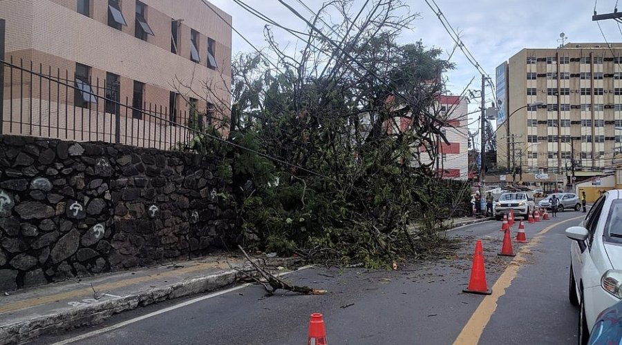 [Rua é interditada após árvore cair em rua da Federação]