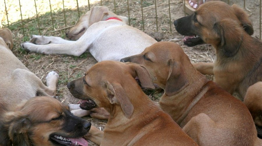 [Jardim de Alah terá feira de adoção de animais neste sábado (30)]