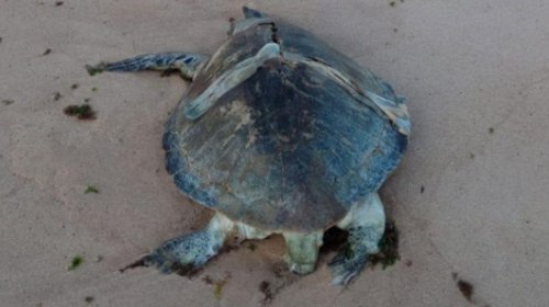 [Tartaruga marinha é encontrada morta em praia de Salvador]