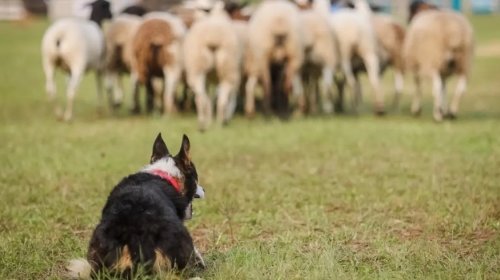 [PL propõe responsabilização de tutores por ataques de cães a rebanhos rurais na Bahia]