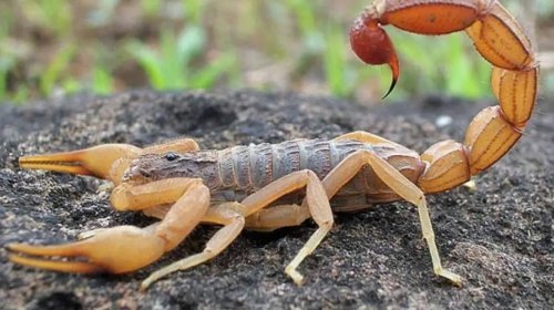 [Casos de picadas de escorpião ultrapassam mil na Bahia em 2025; Vitória da Conquista segue com...]