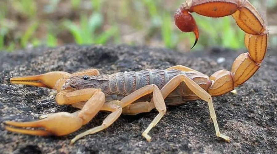 [Casos de picadas de escorpião ultrapassam mil na Bahia em 2025; Vitória da Conquista segue como líder]