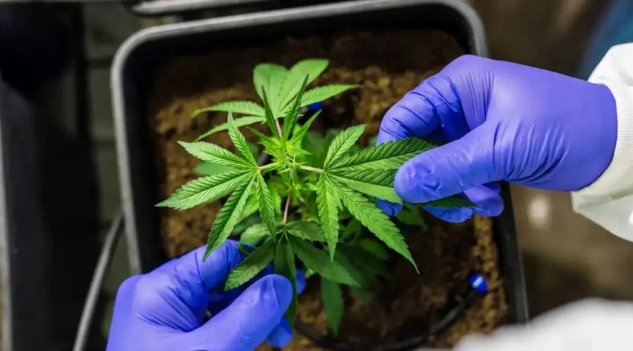 [Anvisa abre consulta pública para avaliar venda de cannabis medicinal em farmácias de manipulação]