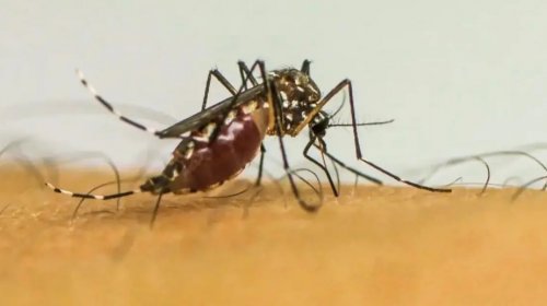 [Casos de dengue no Brasil passam de 1 milhão em 2025 e já superam 660 mortes confirmadas]