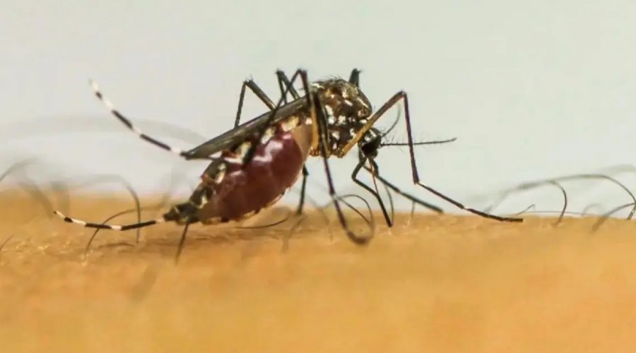 [Casos de dengue no Brasil passam de 1 milhão em 2025 e já superam 660 mortes confirmadas]
