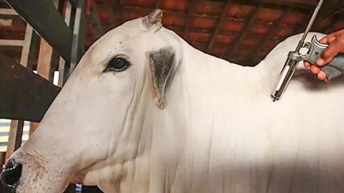 [Brasil é reconhecido internacionalmente como livre da febre aftosa sem uso de vacina e mira no...]