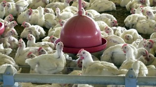 [Brasil declara erradicada a gripe aviária em granjas comerciais e busca retomada das exportaçõ...]