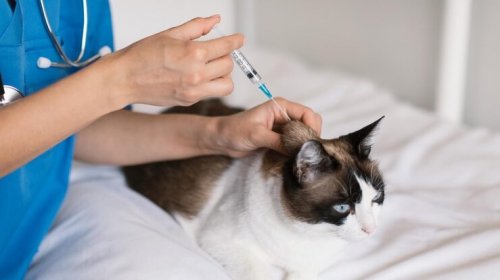 [Salvador inicia campanha de vacinação antirrábica para cães e gatos]