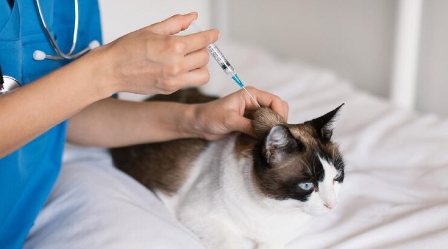 [Salvador inicia campanha de vacinação antirrábica para cães e gatos]