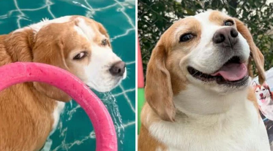 [Reação de cachorro ao se exercitar e ao ganhar comida viraliza nas redes: “Só é feliz comendo”]