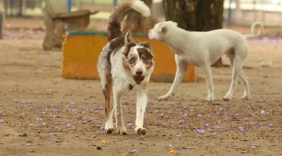 [Exposição a multidões no carnaval traz riscos à saúde dos animais]