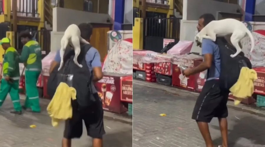 [Salvador discute presença de animais em festas populares e eventos; entenda o debate]