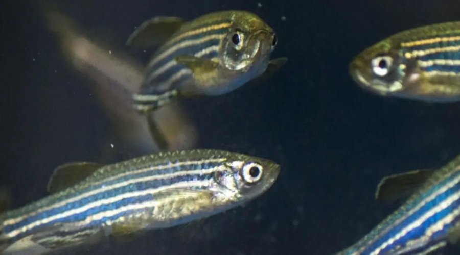 [Pesquisa na Bahia identifica novo composto com potencial analgésico]