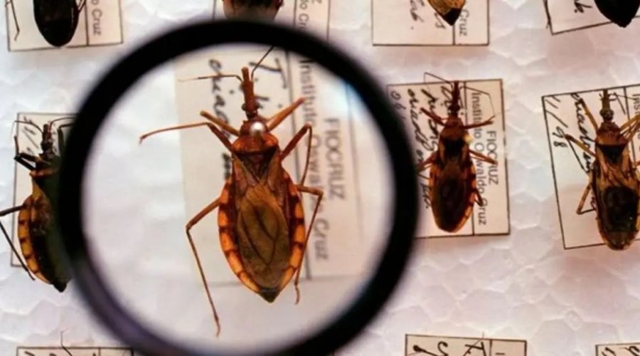 [Estudo da Fiocruz aponta presença silenciosa do parasita da doença de Chagas em Salvador]