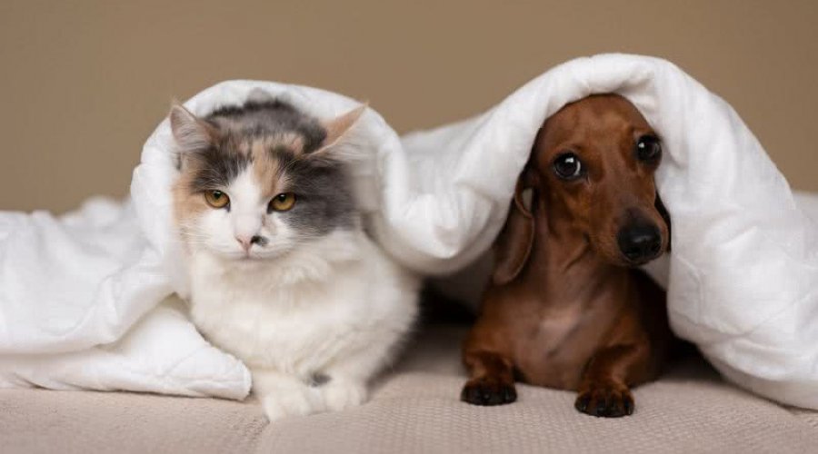 [Temperaturas baixas podem aumentar dores articulares em cães e gatos; especialistas orientam cuidados]